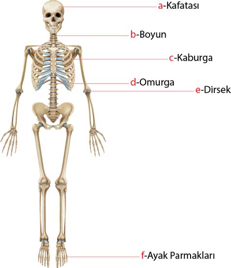 vücudumuzdaki kemik sayısı